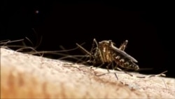 US Sees 1st Zika Death Amid Funding Stalemate