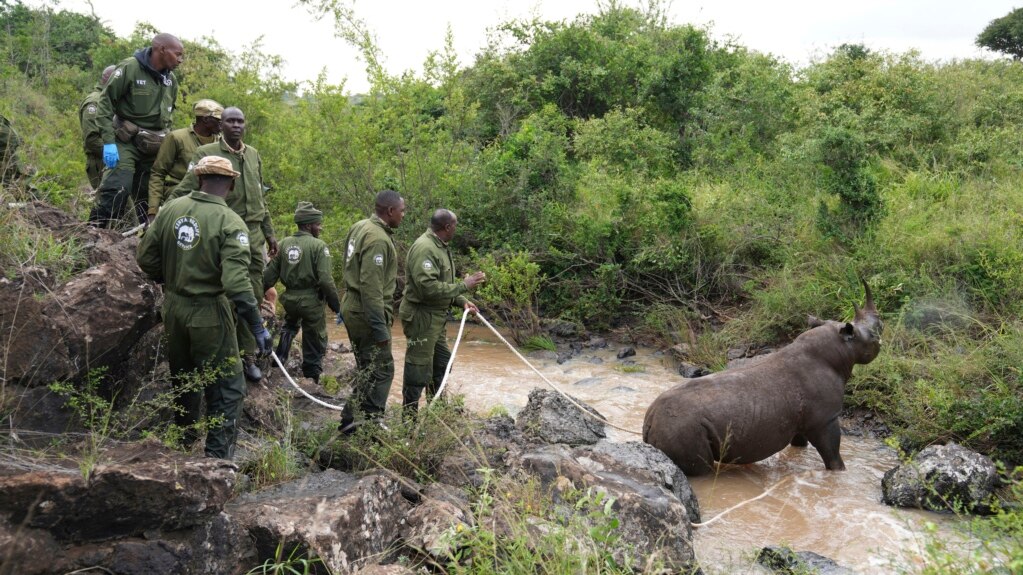 Environmentalists Celebrate Return of Rhinos in Central Kenya