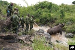 FILE - Kenya Wildlife Service rangers and capture team pull out a sedated black rhino from the water in Nairobi National Park, Kenya, on January 16, 2024.