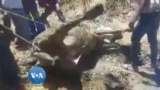 Irisvale Villagers Attempting to Save Cow Trapped in Slime Left by Chinese Gold Mining Company