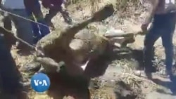 Irisvale Villagers Attempting to Save Cow Trapped in Slime Left by Chinese Gold Mining Company