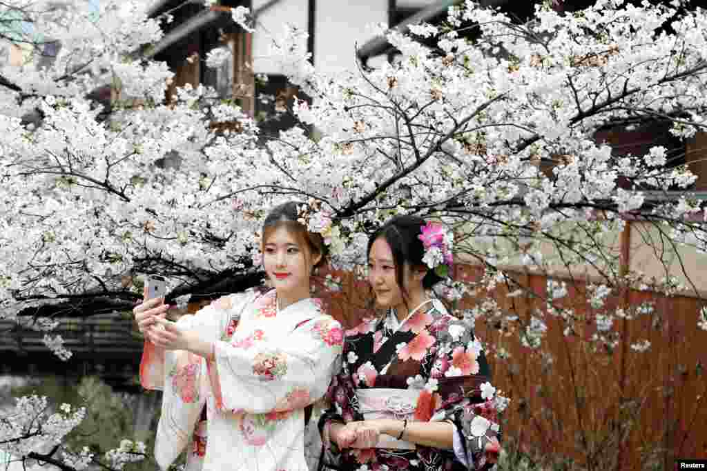 Women wearing Kimonos pose for a photo with blooming cherry blossoms in Kyoto, Japan.