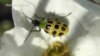 Scientists Track Beetles to Stop a Plant Plague