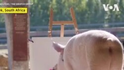 Un cochon montre ses talents de peintre