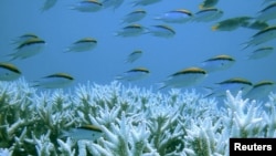 Cá bơi gần rặng san hô Great Barrier Reef của Úc. Biến đổi khí hậu có thể gây ra sự tẩy trắng san hô, phá hủy một số rạn san hô trước năm 2050.