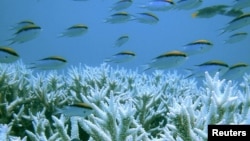 Corals and fish are seen at Australia's Great Barrier Reef (file photo).