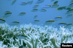 FILE - Corals and fish are seen at Australia's Great Barrier Reef, which exhibits some coral bleaching due to warm ocean temperatures.