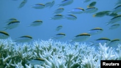 Karang dan ikan di Great Barrier Reef di Australia. (Foto: Dok)