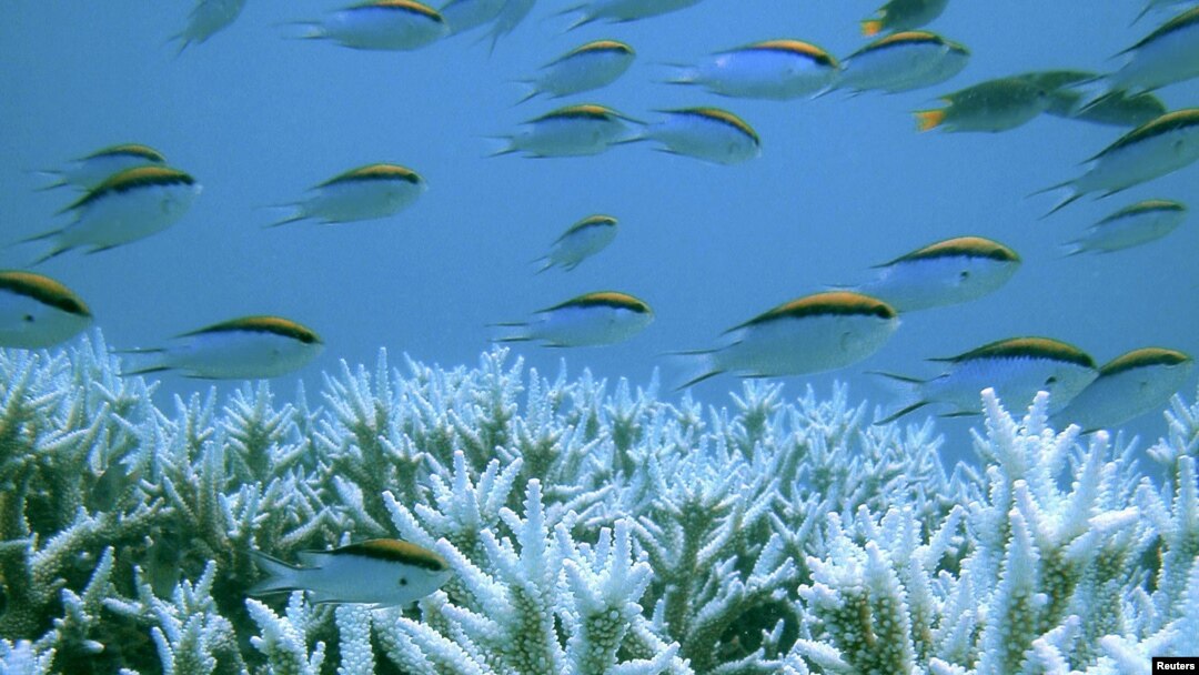 Cá bơi gần rặng san hô Great Barrier Reef của Úc. Biến đổi khí hậu có thể gây ra sự tẩy trắng san hô, phá hủy một số rạn san hô trước năm 2050.
