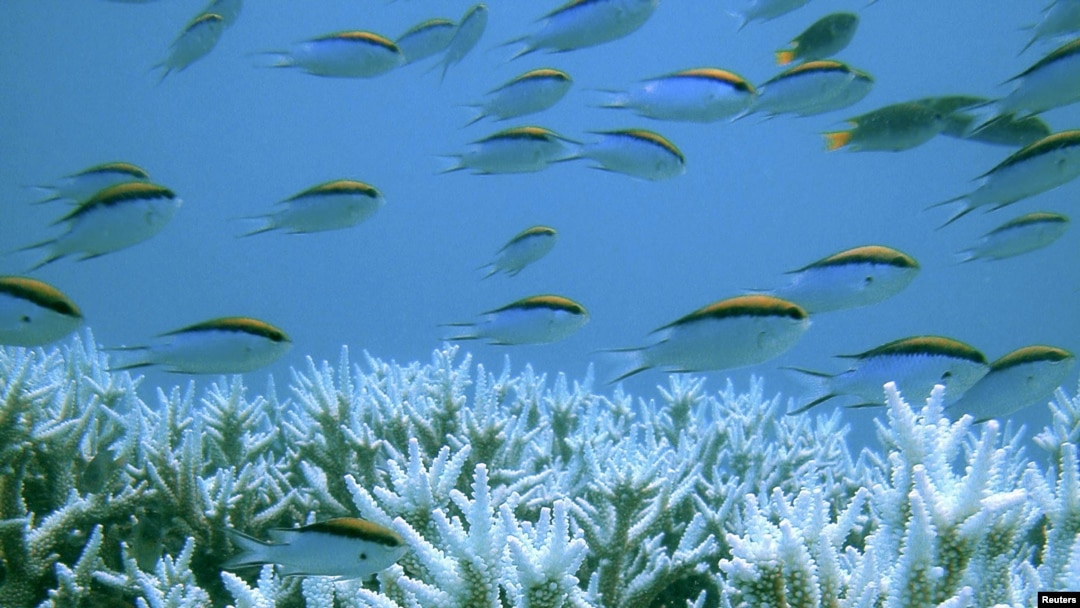 Karang dan ikan di Great Barrier Reef di Australia. (Foto: Dok)
