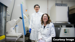 Shown in his lab are Dr. Se-Jin Lee and Emily Germain-Lee, who led the experiments that sent 'mighty mice' to the International Space Station.  (Photo courtesy of Jackson Laboratory)