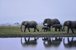 Sekelompok gajah berjalan di sepanjang tepi salah satu danau musiman pada Hari Gajah Sedunia di Taman Nasional Amboseli (365 kilometer tenggara ibu kota Nairobi) dekat Oloitiktok, wilayah timur Kajiado, 12 Agustus 2020. (Foto: TONY KARUMBA / AFP)