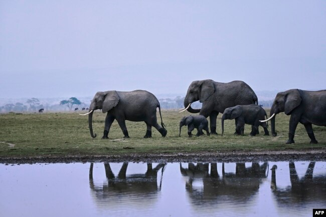 Sekelompok gajah berjalan di sepanjang tepi salah satu danau musiman pada Hari Gajah Sedunia di Taman Nasional Amboseli (365 kilometer tenggara ibu kota Nairobi) dekat Oloitiktok, wilayah timur Kajiado, 12 Agustus 2020. (Foto: TONY KARUMBA / AFP)