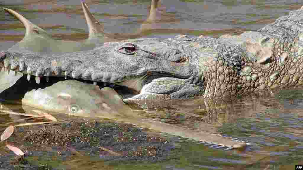 A freshwater crocodile preys on a young sawfish in Western Australia&#39;s Fitzroy River. (Photo released by the Department of Parks and Wildlife and Murdoch University)