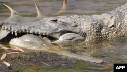 This undated handout photo released by the Department of Parks and Wildlife and Murdoch University on April 13, 2017 shows a freshwater crocodile preying on a young sawfish in Western Australia's Fitzroy River.