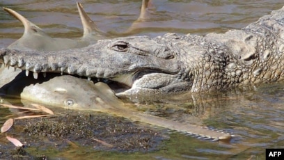 6700 Koleksi Gambar Ikan Hiu Dan Buaya Terbaru