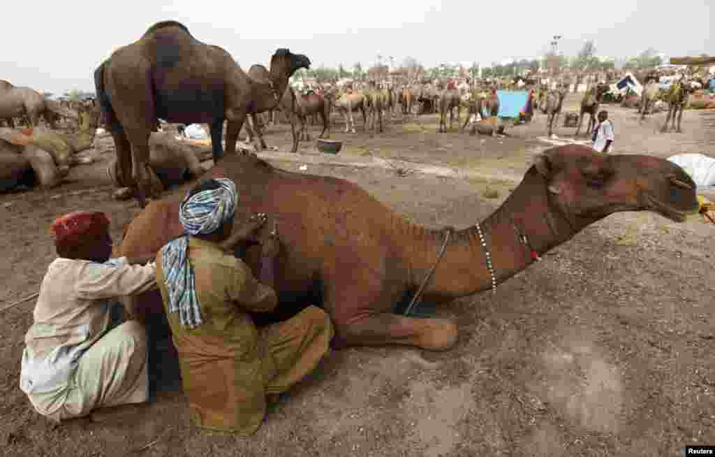 Men cut the hair of a camel to make intricate decorative patterns at the animal market on the outskirts of Karachi, Pakistan.