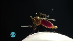 Utafiti mpya unaonyesha chanjo ya malaria inafanya kazi kwa asilimia 100