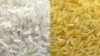 Hunger in Focus: Three Questions on Golden Rice