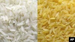 Golden Rice gets its yellow color from beta-carotene, or provitamin A, inserted into the strain of rice to enhance its nutrition value (Golden Rice Project).