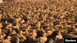 Ducks for sale are seen at an agricultural wholesale market ahead of the Hungry Ghost Festival, in Liuzhou, Guangxi Zhuang Autonomous Region, China 