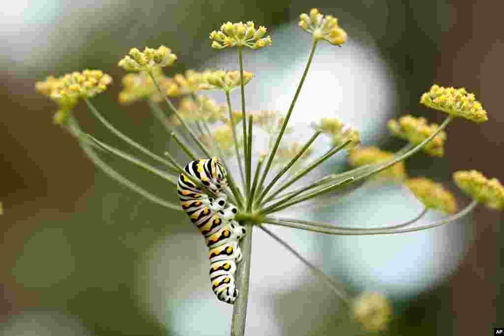 An eastern black swallowtail caterpillar feeds on a fennel plant in Spring, Texas.
