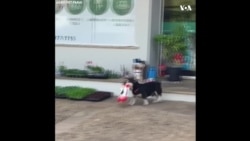 Chú chó chột tự mua đồ ăn mỗi ngày