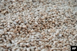 FILE—Coffee beans after being processed seen at a coffee factory in Dak Lak province, Vietnam, on February 1, 2024.