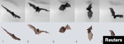 A series of photos showing a bat flying into an upside-down roosting position is shown in this undated handout photo obtained by Reuters, Nov. 16, 2015.