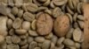 Wild Coffee Disappearing, Threatening Future Harvests