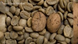 Wild Coffee Disappearing, Threatening Future Harvests