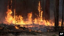 Kebakaran hutan di Australia (foto: dok). 