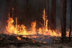 FILE - Flames from a controlled fire burn up tree trunks as firefighters work at building a containment line at a wildfire near Bodalla, Australia, Jan. 12, 2020.