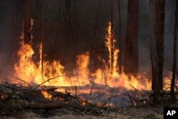 Flames from a controlled fire burn up tree trunks as firefighters work at building a containment line at a wildfire near Bodalla, Australia, Jan. 12, 2020.