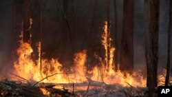 FILE - Flames burn trees at a wildfire near Bodalla, Australia, Jan. 12, 2020. 