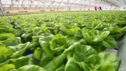 Invernadero gigante, futuro de la agricultura