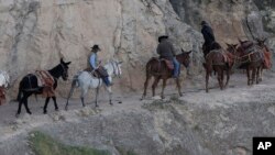 FILE - A mule team walks along the Bright Angel Trail on the South Rim of the Grand Canyon National Park in Ariz., Oct. 22, 2012. Mobile food trucks, revamped lodges and possibly a valet service are coming to the Grand Canyon's South Rim under a new 15-year concessions contract.