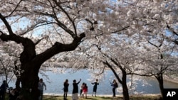 벚꽃이 핀 미국 수도 워싱턴 D.C. (자료사진)