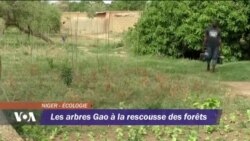 Les arbres Gao à la ressources des forêts