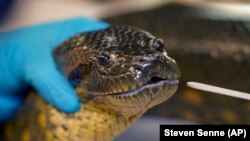 FILE - Seekor ular anakonda betina berusia 13 tahun bernama "Wilson" saat diiperiksa giginya di akuarium Boston, Mass., 27 April 2021.