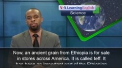 Will Ethiopia's Teff Be the Next Super Grain?