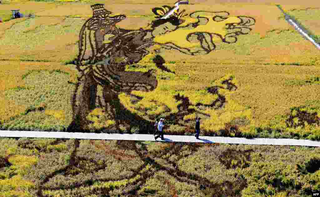 An image of traditional Chinese beauty created by using different varieties of rice is seen in a paddy during the harvest season in Shenyang, in China's northeast Liaoning province.