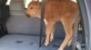 Baby Bison Killed After Tourists 'Rescue' It