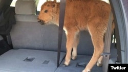 The baby bison stands in the back of a tourists' truck after they thought it was too cold. Their error cost the bison its life. 