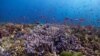 ทึ่ง! นักวิทยาศาสตร์จุดประกายความหวังขยายพันธุ์ปะการังด้วย 'การผสมเทียมในหลอดเเก้ว'