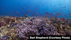 This healthy reef in the Philippines is home to Blue Acropora and Anthias corals.