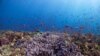 This healthy reef in the Philippines is home to Blue Acropora and Anthias corals.