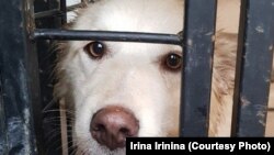 Jedan od pasa o kojima se brine aktivistica Ljudmila Jevdokimova u Samari
