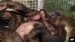 Bayi gorila yang baru lahir bersama ibunya di kebun binatang San Diego (24/3).