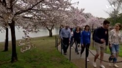 Vaşinqton rəsmiləri Cherry blossom - albalı çiçəklənməsi festivala gələn ziyarətçilərə xəbərdarlıq edib